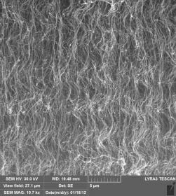  Side view of the "forest" of carbon naotubes. From the article by N.G....